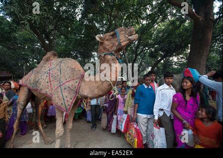 Patna, Indian state of Bihar. 6th Nov, 2014. Indian villagers view a camel during the annual Sonepur cattle fair, some 25 km away from Patna, capital of eastern Indian state of Bihar, Nov. 6, 2014. The fair was held on the confluence of river Ganges and Gandak. © Tumpa Mondal/Xinhua/Alamy Live News Stock Photo
