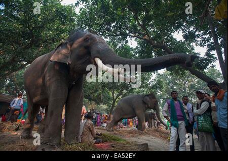 Patna, Indian state of Bihar. 6th Nov, 2014. Elephants greet visitors during the annual Sonepur cattle fair, some 25 km away from Patna, capital of eastern Indian state of Bihar, Nov. 6, 2014. The fair was held on the confluence of river Ganges and Gandak. © Tumpa Mondal/Xinhua/Alamy Live News Stock Photo