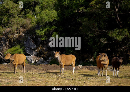 Bali cows in Fatumnasi village on the foot of Mount Mutis, West Timor, Indonesia. Stock Photo