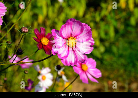 Cosmos flowers (Cosmos bipinnatus) in bloom  (Suzanne 's garden, Le Pas, Mayenne, Pays de la Loire, France) Stock Photo