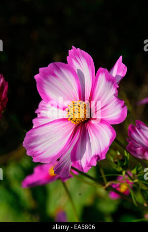 Single Cosmos flower (Cosmos bipinnatus) in bloom. Stock Photo