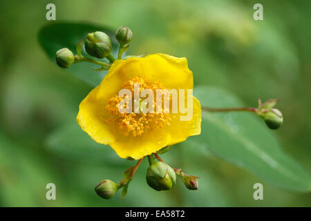 Plum blossom Stock Photo