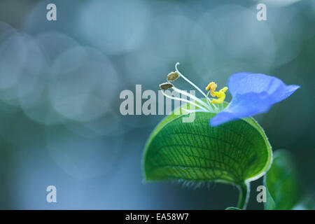 Asiatic Dayflower Stock Photo