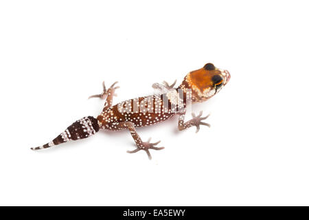 Australian Barking Gecko, Underwoodisaurus milii, hatchling Stock Photo