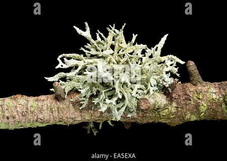 Oak Moss Lichen, Evernia prunastri, forma herinii, on larch twig.  Derbyshire (Peak District) Stock Photo