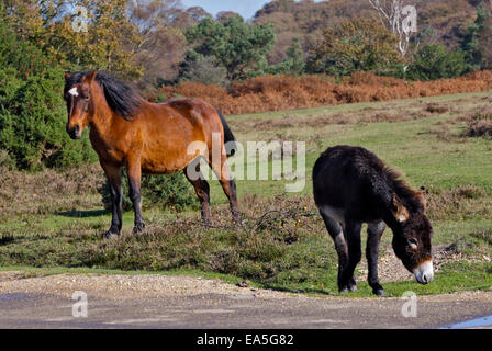 Pony and Donkey near Cadman's Pool, New Forest, Hampshire, England Stock Photo
