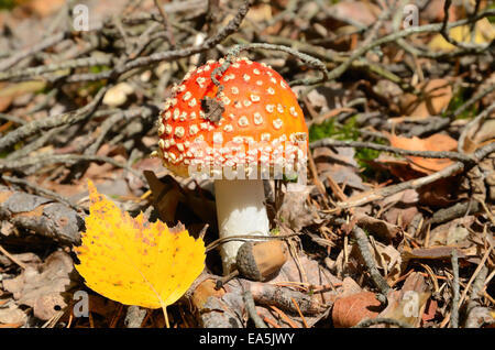 Red fly ageric mushroom Stock Photo