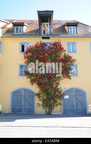Climber rose Stock Photo