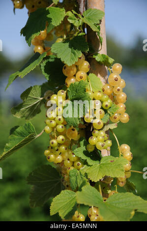 White currant Stock Photo