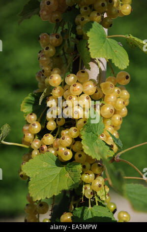 White currant Stock Photo