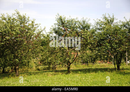 Sour cherries Stock Photo