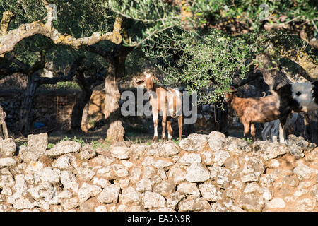 Tame goats among the olive trees. Sun light Stock Photo