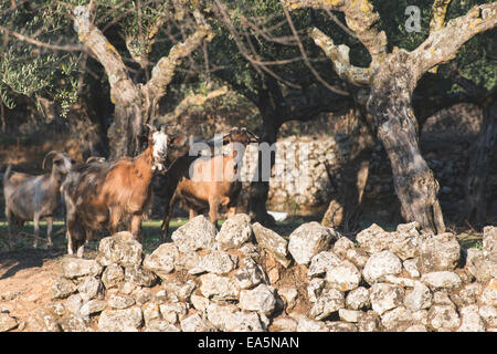 Tame goats among the olive trees. Sun light Stock Photo