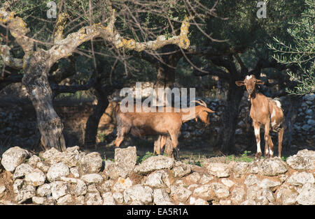 Tame goats among the olive trees. Sun light Stock Photo