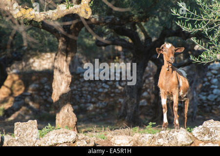 Tame goats among the olive trees. Sun light Stock Photo