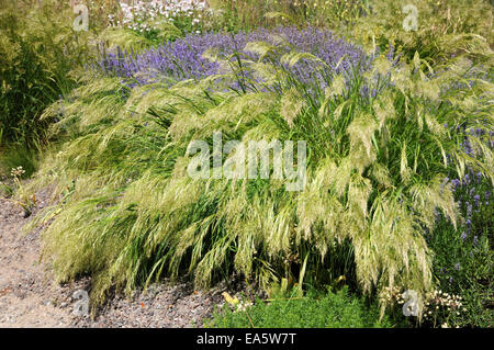 Silver spike grass Stock Photo