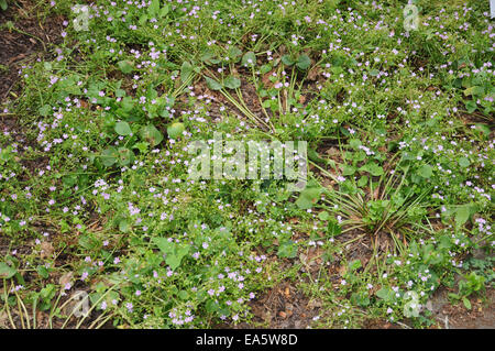 Siberian spring beauty Stock Photo