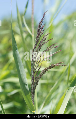 Common reed Stock Photo