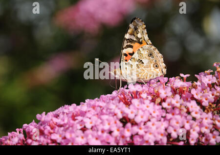 Butterfly bush, painted lady Stock Photo