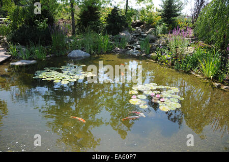 Koi-pond Stock Photo
