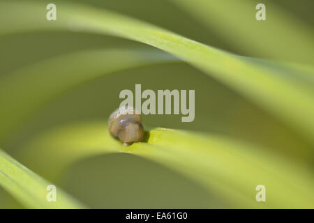 Mad amber snail Stock Photo