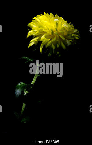 yellow chrysanthemum Stock Photo