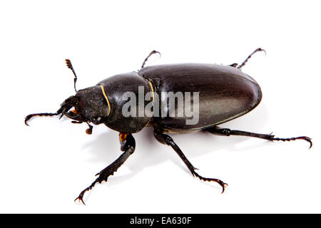 Female Stag Beetle isolated on white Stock Photo