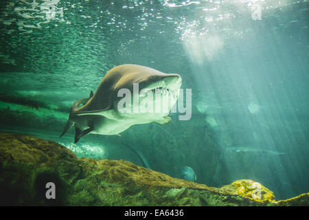 dangerous and huge shark swimming under sea Stock Photo