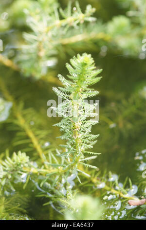 Parrot feather Stock Photo