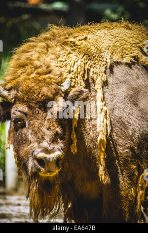 great and mighty bison, america Stock Photo