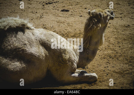 camel resting in the sun Stock Photo