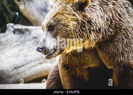 beautiful and furry brown bear Stock Photo