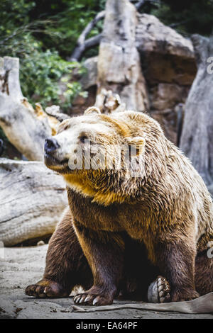 beautiful and furry brown bear Stock Photo