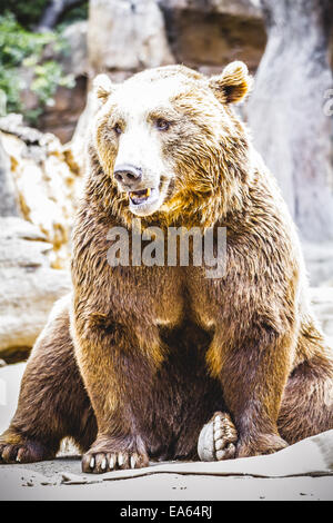 beautiful and furry brown bear Stock Photo