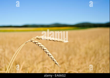 Ears of corn in the cornfield Stock Photo