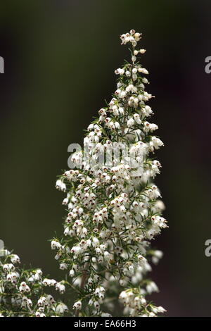 Tree heath, erica arborea Stock Photo