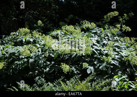 American spikenard Stock Photo