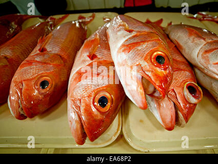 Red Grouper, Epinephelus morio, also called Lapu-lapu. Stock Photo