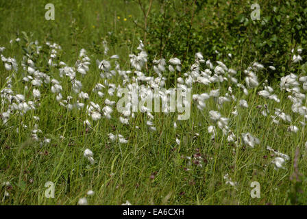 Cotton grass on Senja Stock Photo