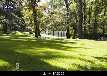 sunlight, beautiful park with leafy trees Stock Photo