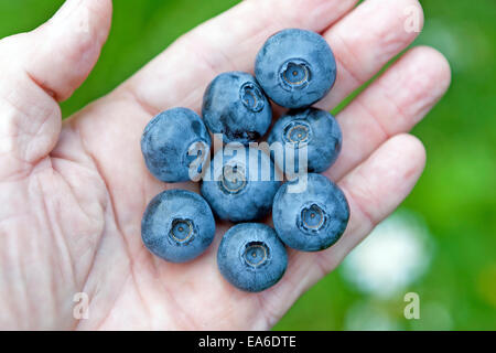 Hand holding fresh, ripe blueberries. Stock Photo