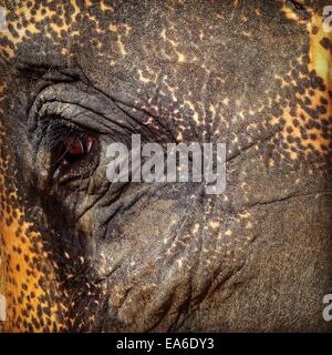 Thailand, Koh Phangan, Ban Thai, Close-up of elephant's eye Stock Photo