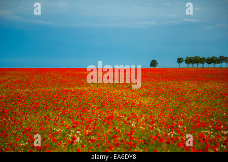 Abundance Of Red Poppies In A Field, Podolia Region, Ukraine Stock 