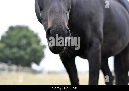 Close-up portrait of a Black horse Stock Photo