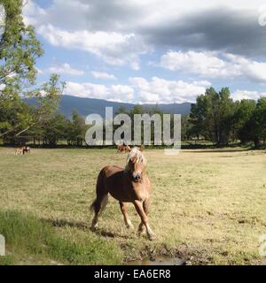 Spain, Cerdanya, Horse running in pasture Stock Photo