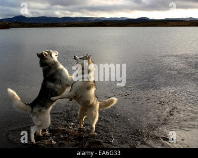 Two Huskies playing by Hafravatn lake, Iceland Stock Photo
