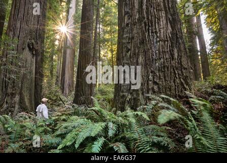 USA, California, Redwood National (and State) Park, Hiker Among Giant Redwood Trees Stock Photo