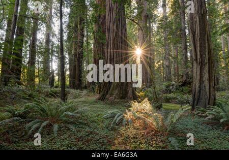 USA, California, Redwood National Park, Forest in sunlight Stock Photo