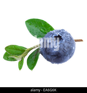 Close up of a Blueberry with water droplets and leaves