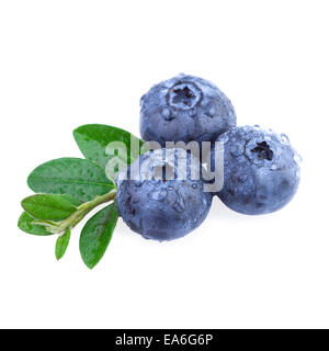 Fresh Blueberry with water droplets